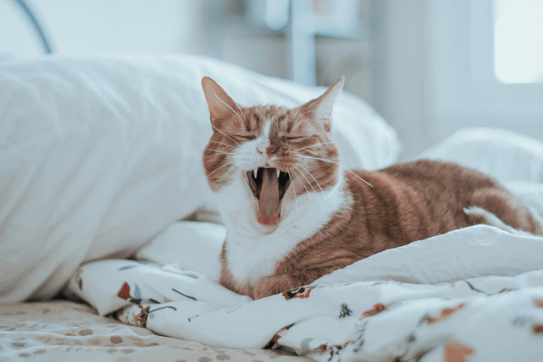 Cat Vomiting On Bed